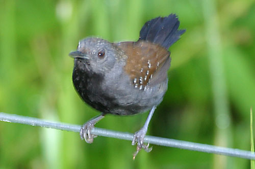 Pretty Black-throated antbird