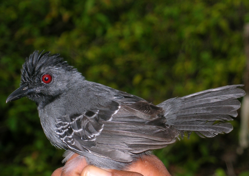 Pretty Black-throated antbird