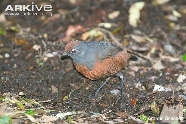 Black-throated huet-huet