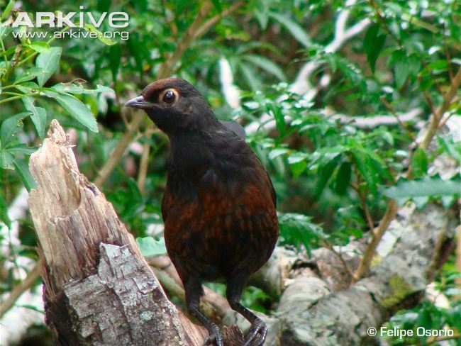 Pretty Black-throated huet-huet