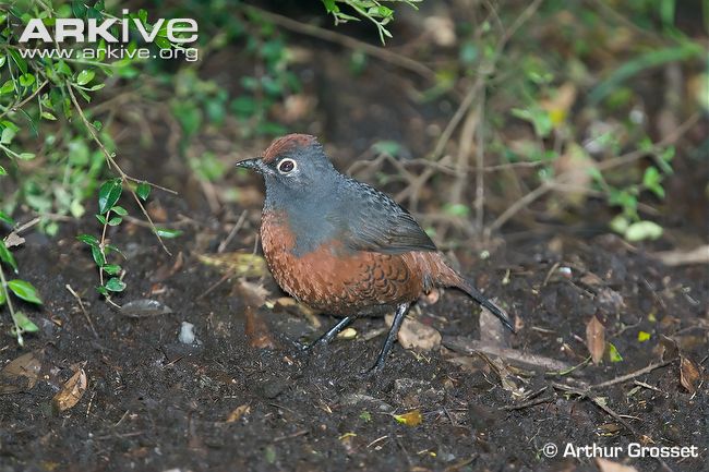 Pretty Black-throated huet-huet