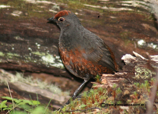 Pretty Black-throated huet-huet