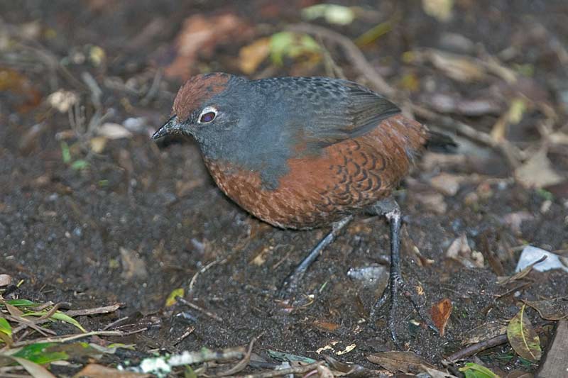 Pretty Black-throated huet-huet