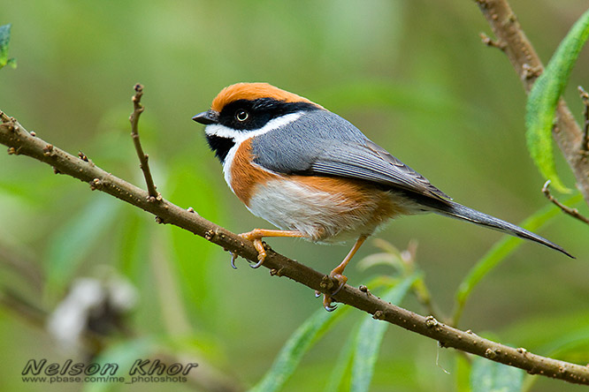 Black-throated tit