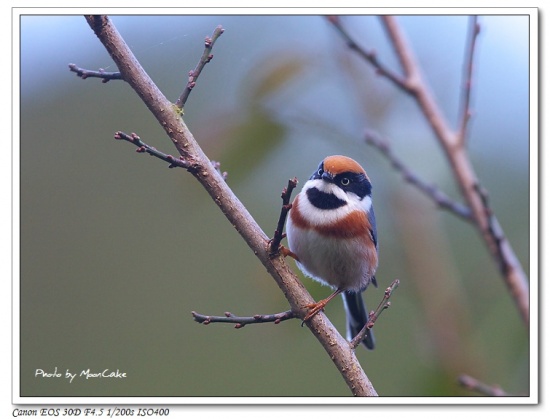 Pretty Black-throated tit