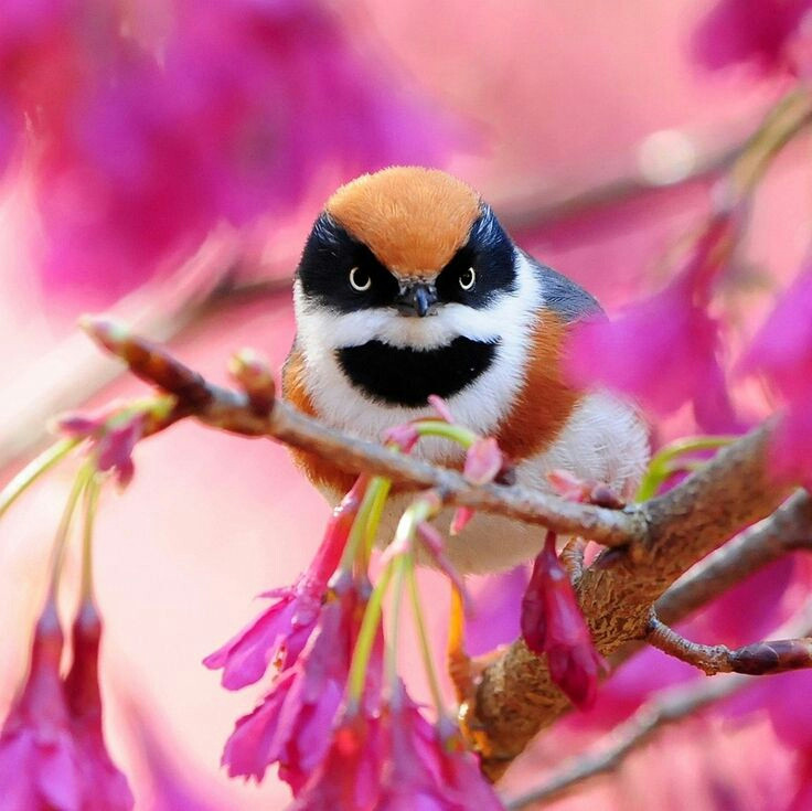 Pretty Black-throated tit