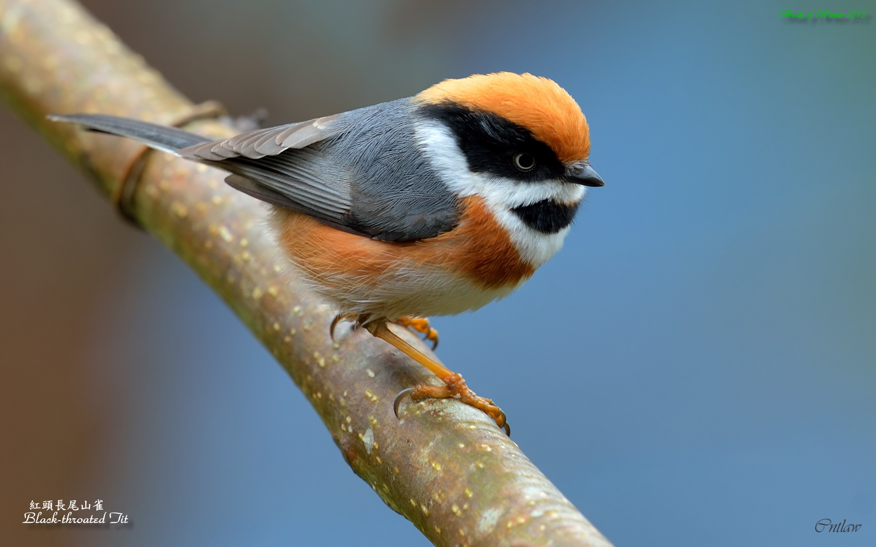 Pretty Black-throated tit