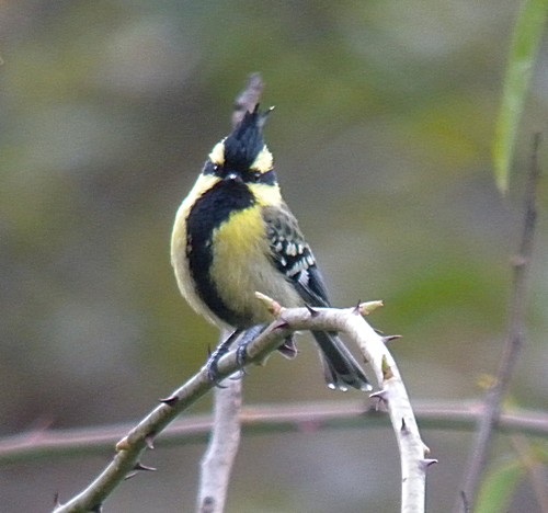 Pretty Black-throated tit