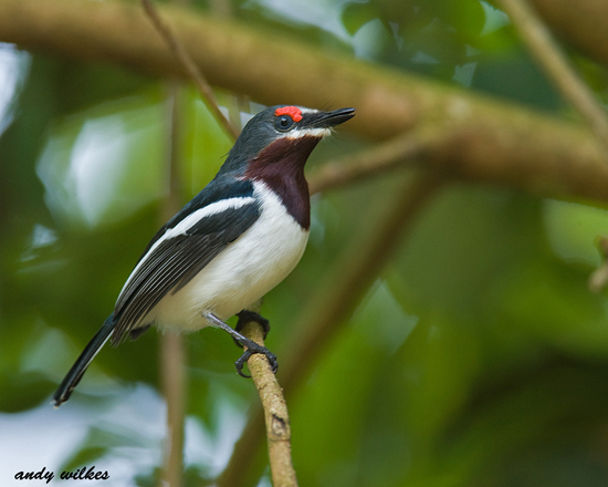 Black-throated wattle-eye