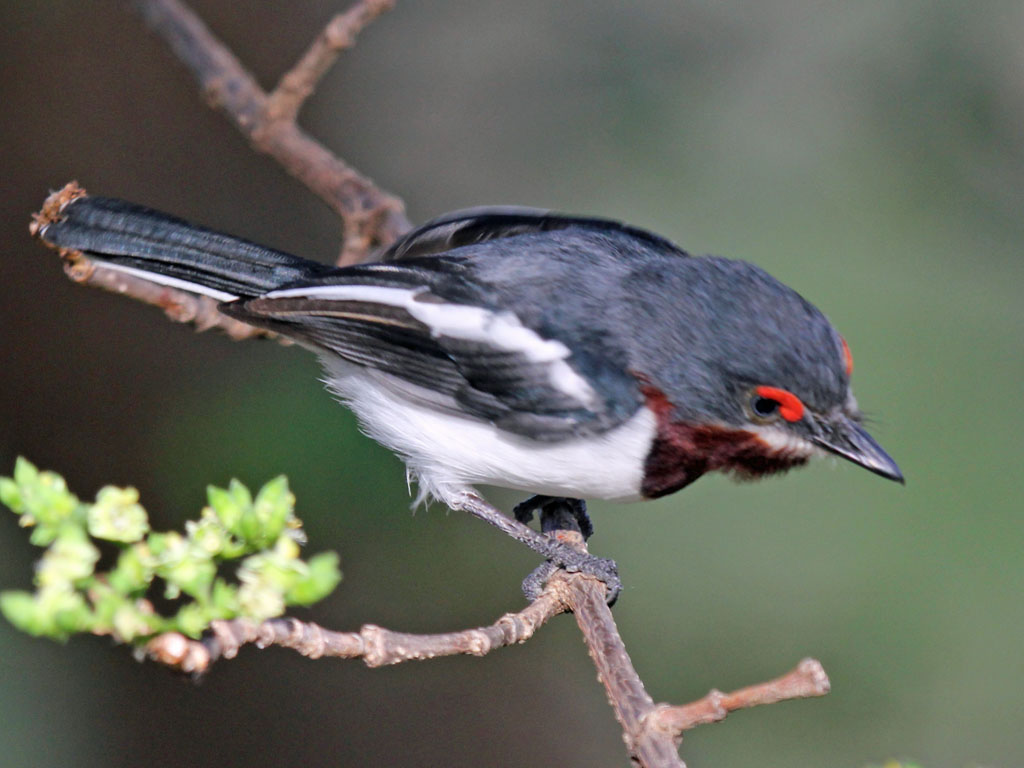 Pretty Black-throated wattle-eye