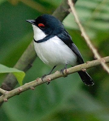 Pretty Black-throated wattle-eye