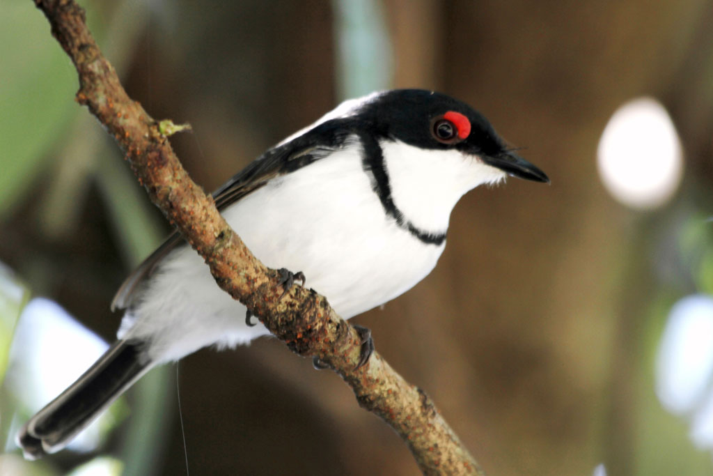 Pretty Black-throated wattle-eye