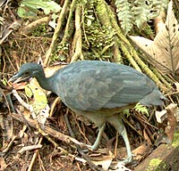 Black tinamou