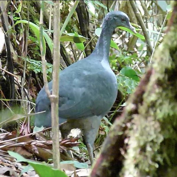 Pretty Black tinamou