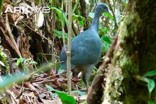 Pretty Black tinamou