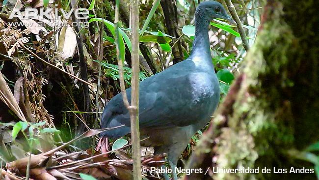 Pretty Black tinamou
