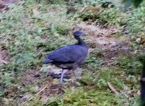 Pretty Black tinamou