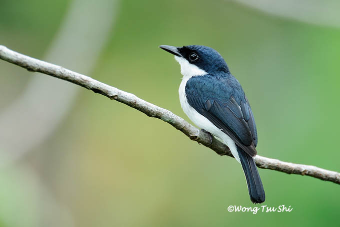 Pretty Black-winged flycatcher-shrike