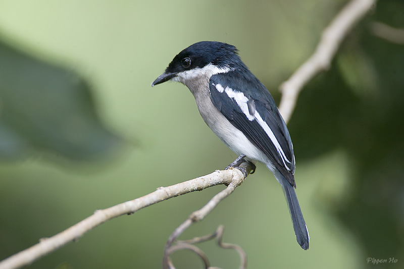 Pretty Black-winged flycatcher-shrike