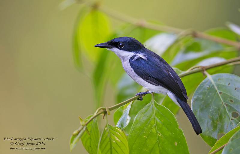 Pretty Black-winged flycatcher-shrike
