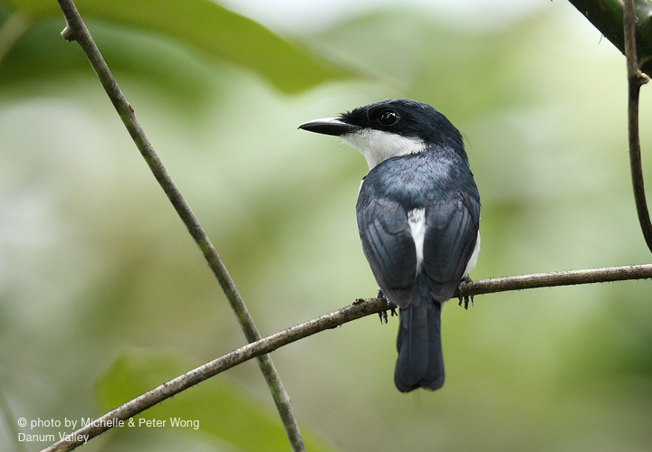 Pretty Black-winged flycatcher-shrike
