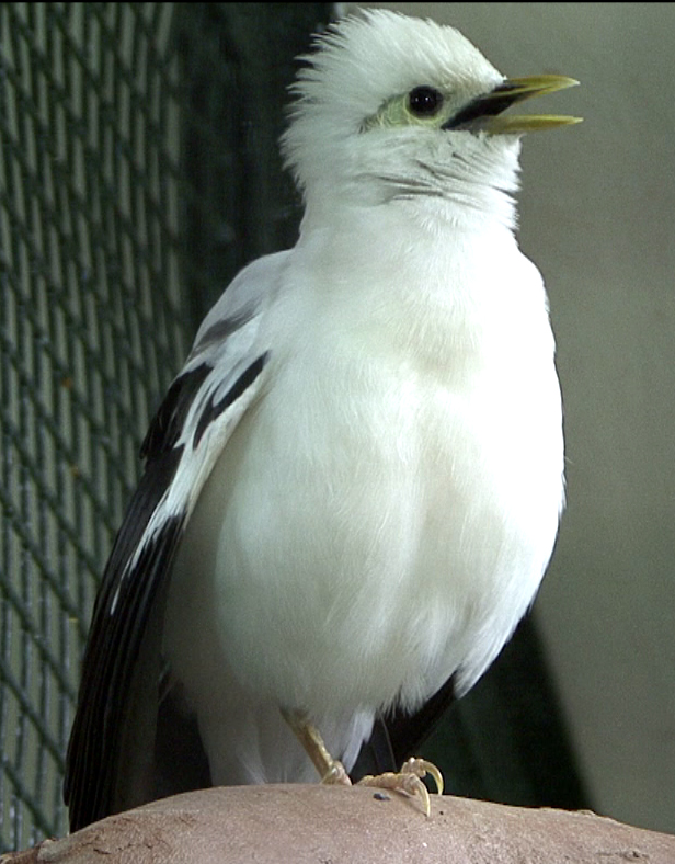 Black-winged myna