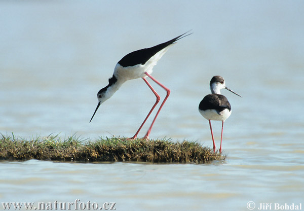 Pretty Black-winged stilt