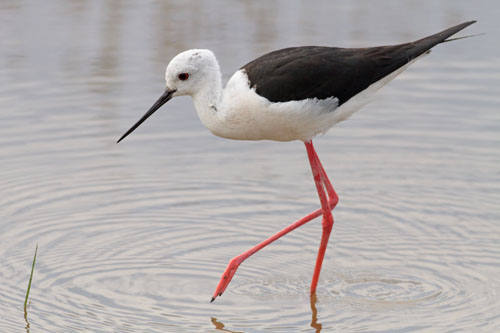 Pretty Black-winged stilt