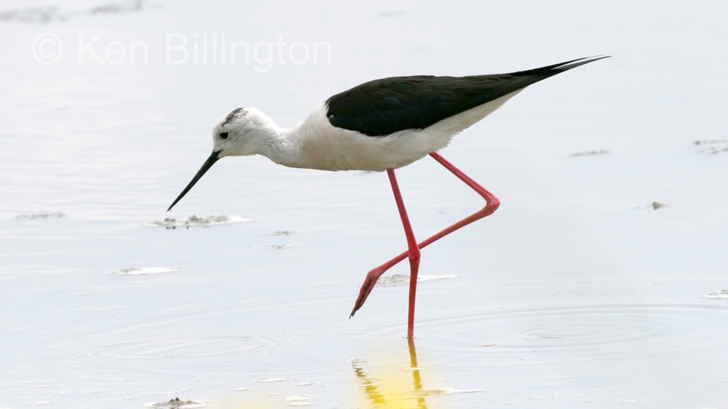 Pretty Black-winged stilt