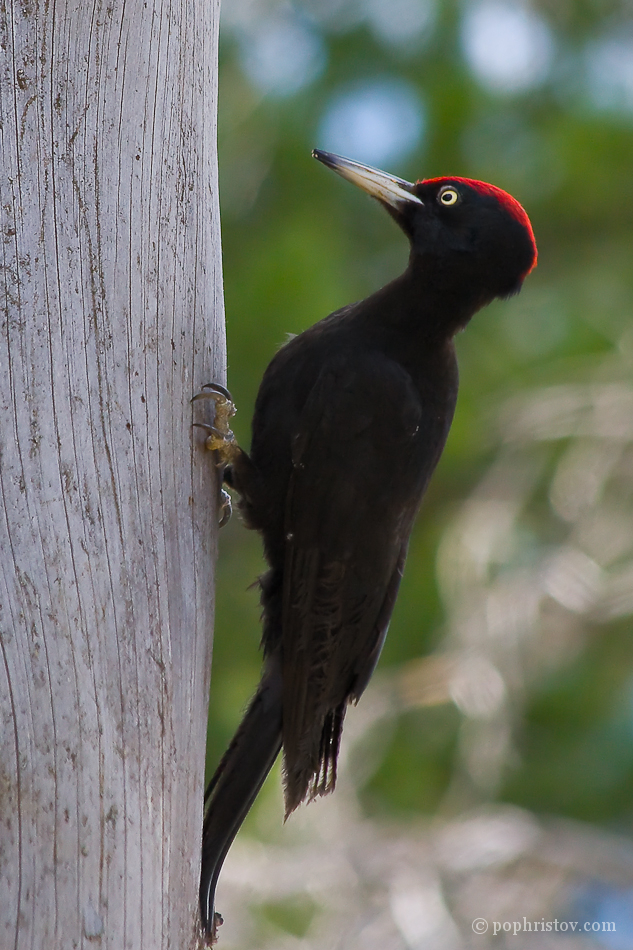 Black woodpecker