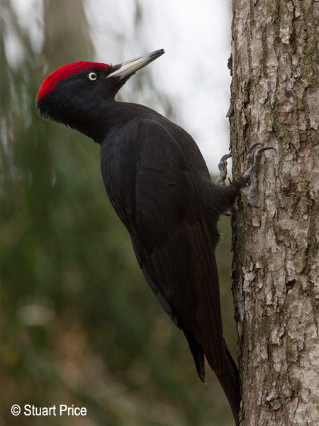 Pretty Black woodpecker