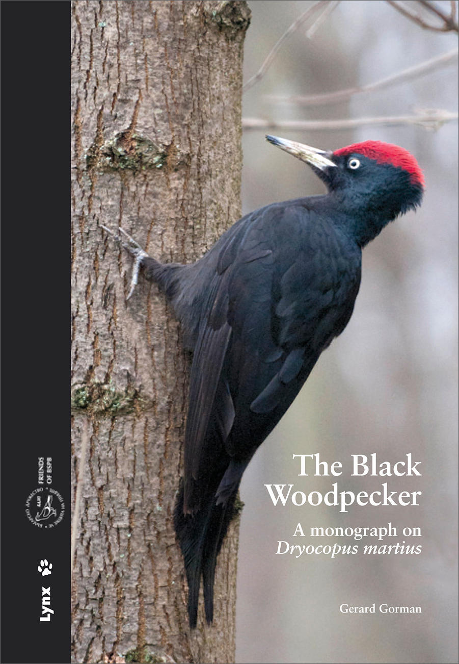 Pretty Black woodpecker