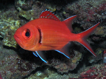 Blackbar soldierfish