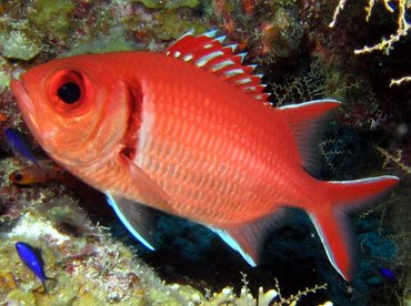 Pretty Blackbar soldierfish