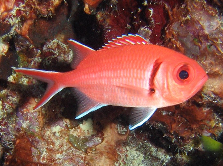Pretty Blackbar soldierfish