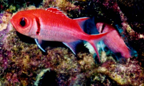 Pretty Blackbar soldierfish