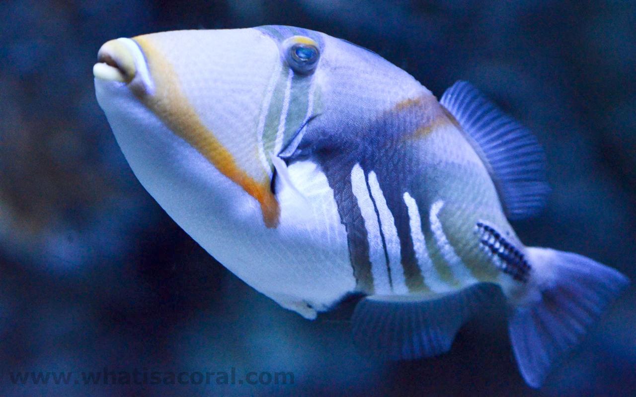 Pretty Blackbar triggerfish