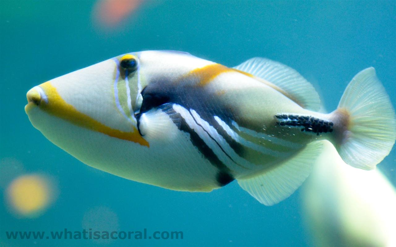 Pretty Blackbar triggerfish