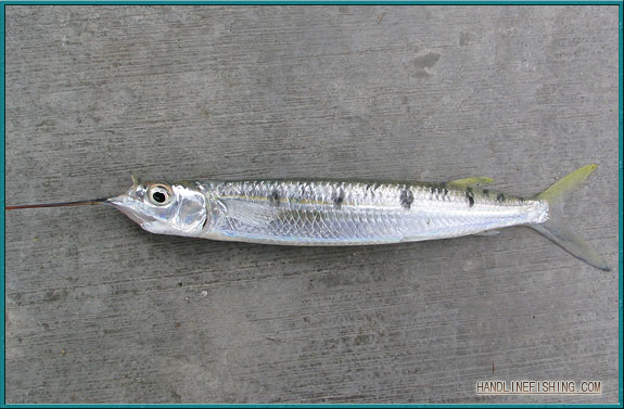Blackbarred halfbeak