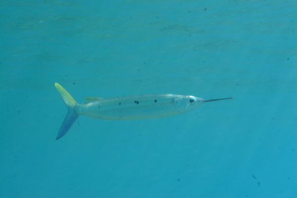 Pretty Blackbarred halfbeak
