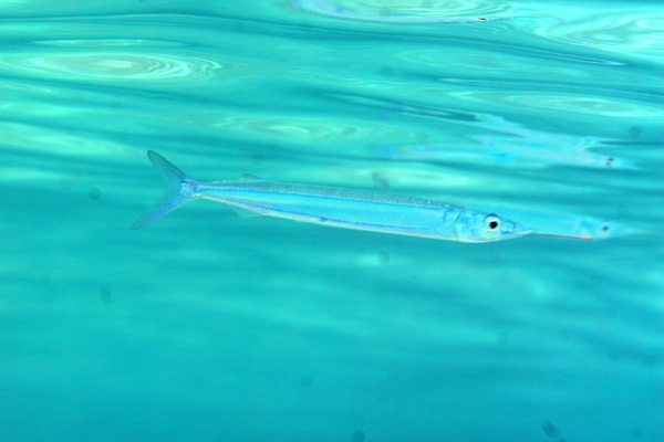 Pretty Blackbarred halfbeak