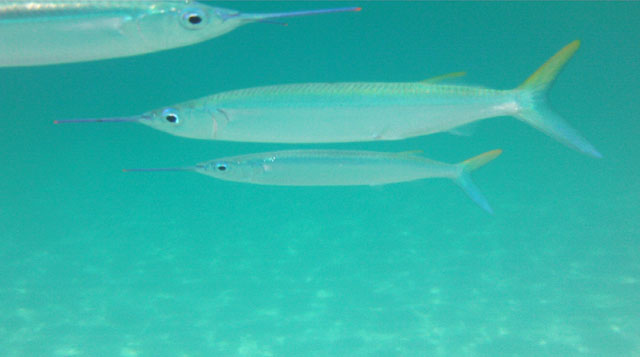 Pretty Blackbarred halfbeak
