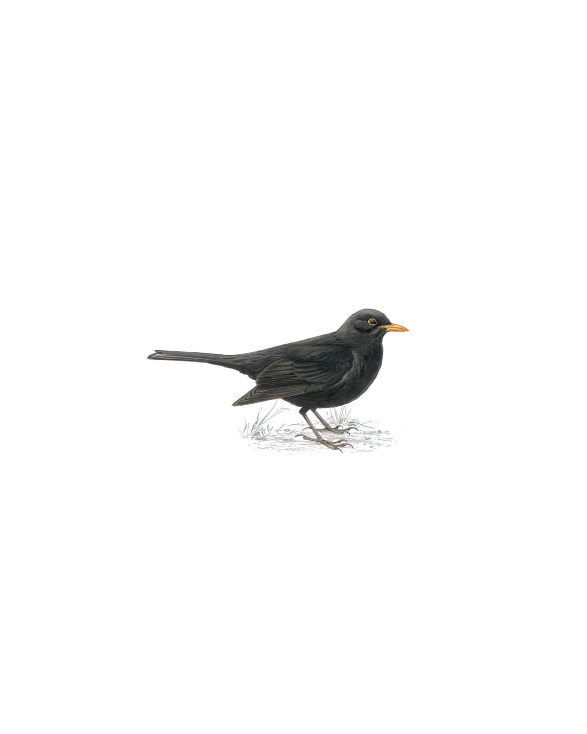 Blackbird