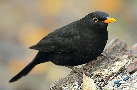 Pretty Blackbird