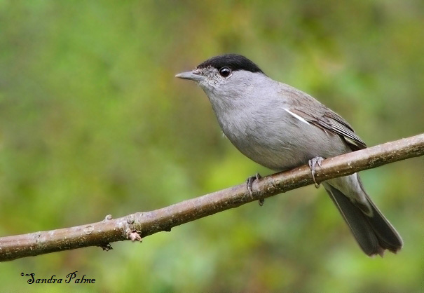 Blackcap
