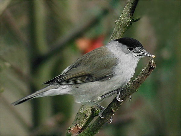 Pretty Blackcap