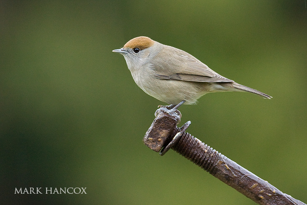 Pretty Blackcap
