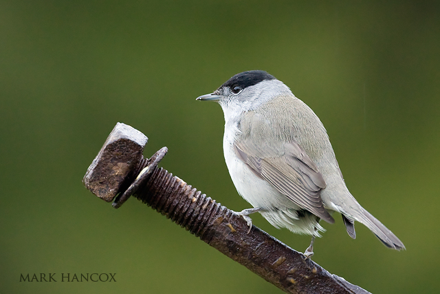 Pretty Blackcap
