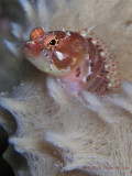 Blackcheek blenny