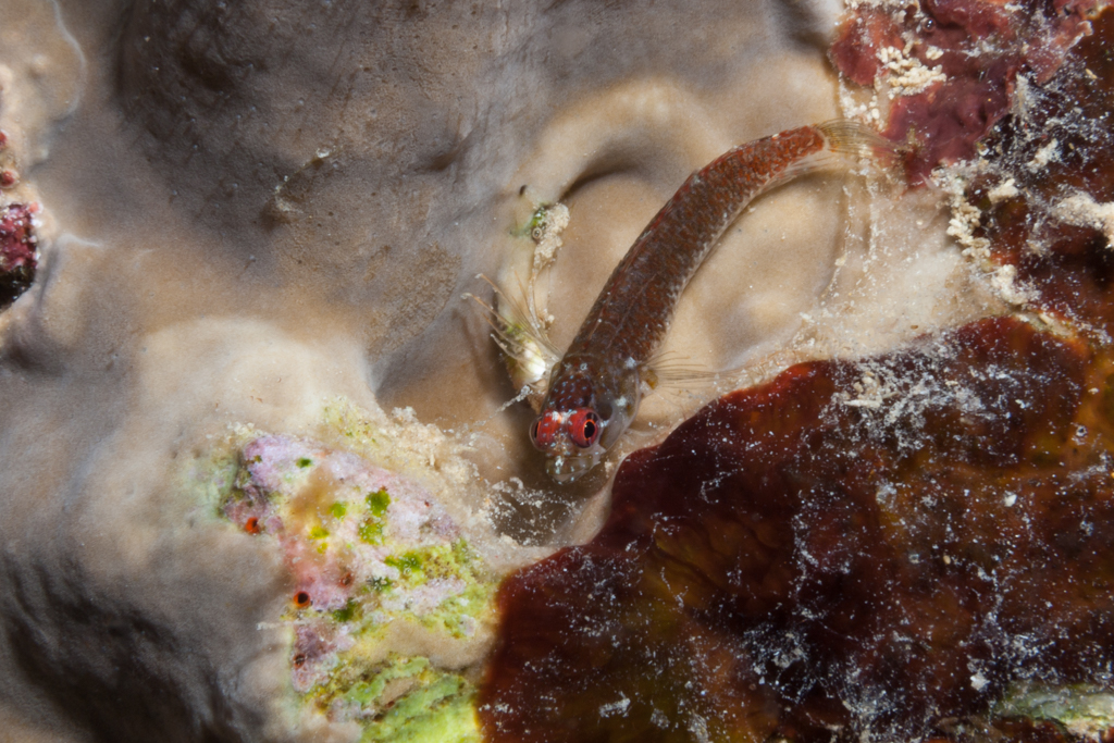 Pretty Blackcheek blenny